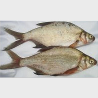 Seafreeze Large Bream 2's (In-Store Only)